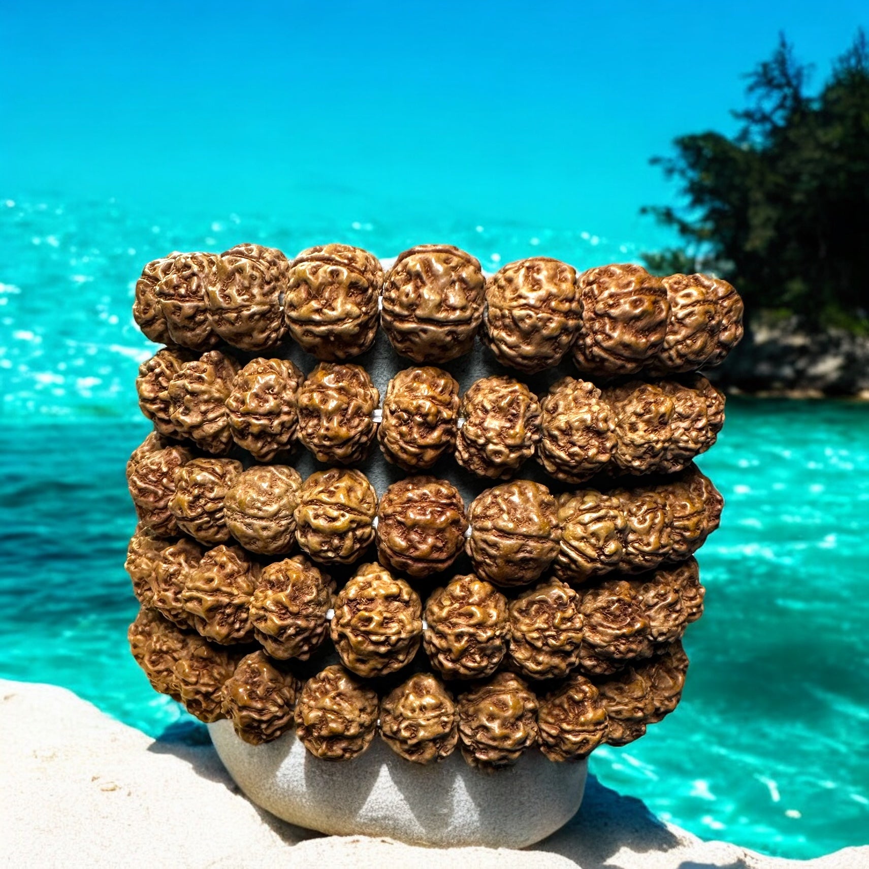 Larmes Sacrées de Shiva, Rudrakshas